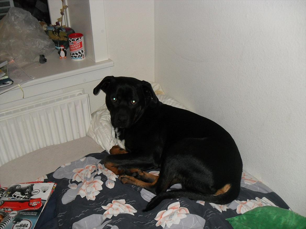 Blanding af racer Charley - Charley som en heldig, og han synes dte er dejligt at ligge i min seng :)  billede 9