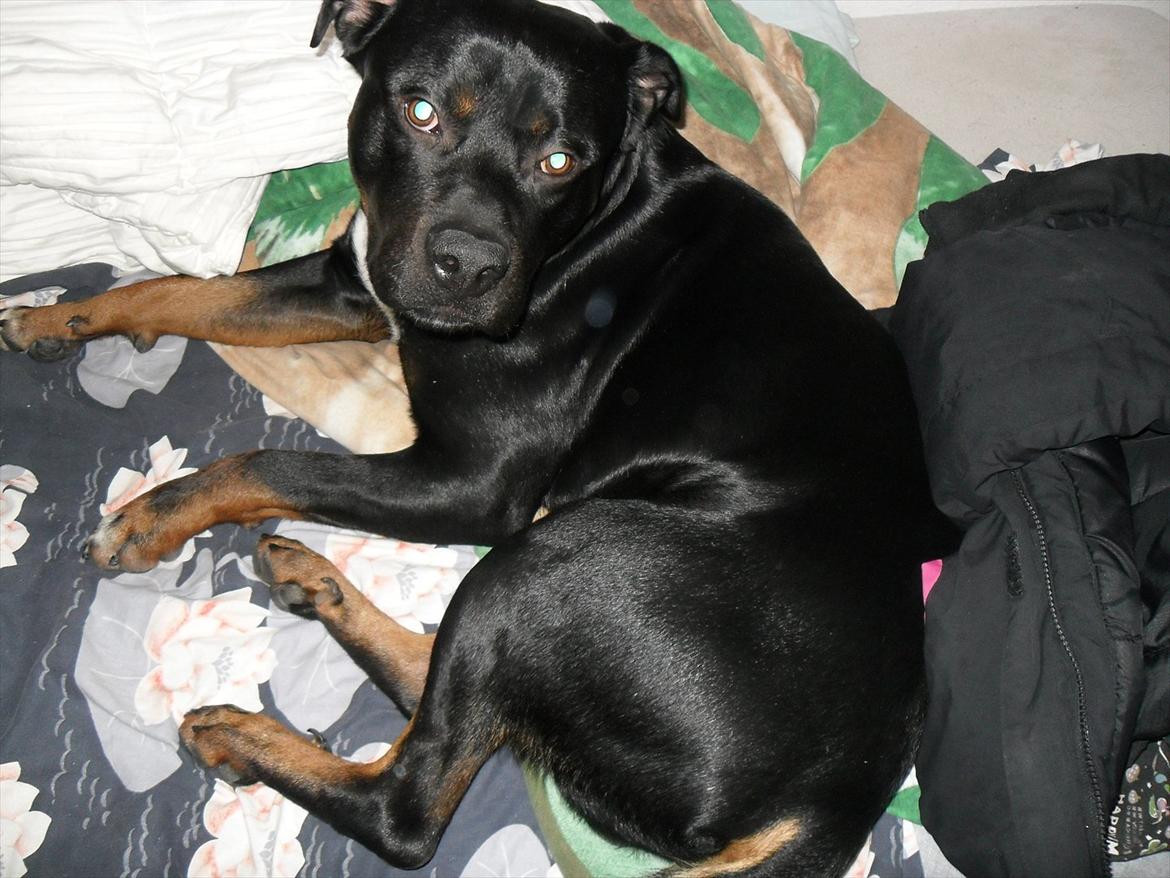 Blanding af racer Charley - Igen :) billede 10