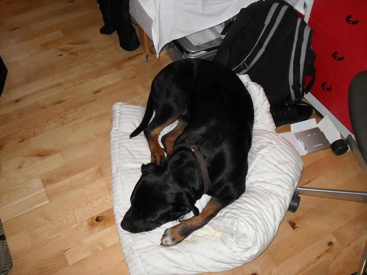 Blanding af racer Charley - Nu på gulvet , med en dejlig dyne. :) billede 11