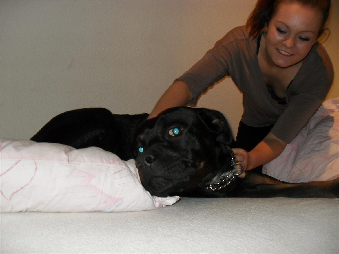 Blanding af racer Charley - HEIJ :)  billede 12