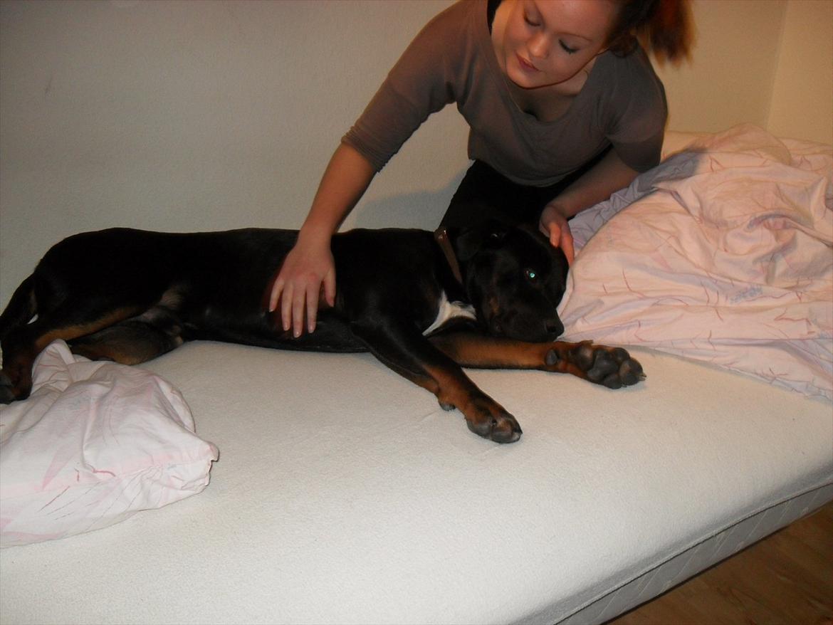 Blanding af racer Charley billede 13