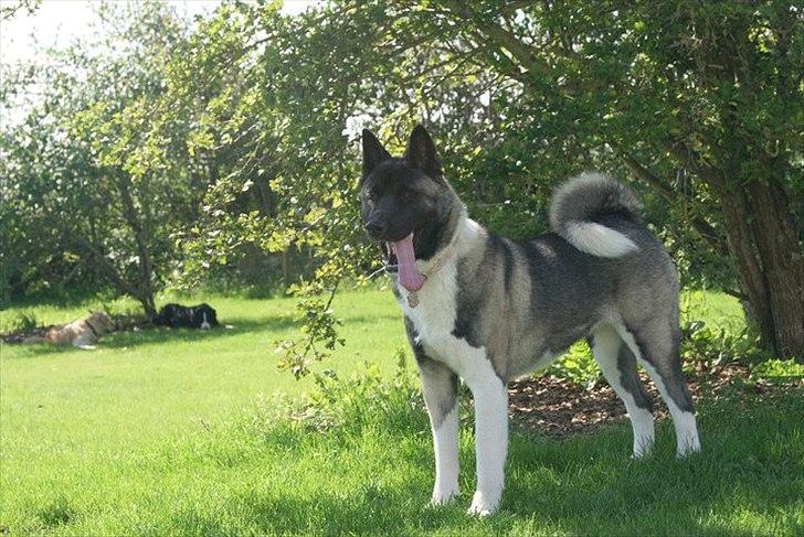 American Akita Zoey<3<3 - august 2011 billede 20