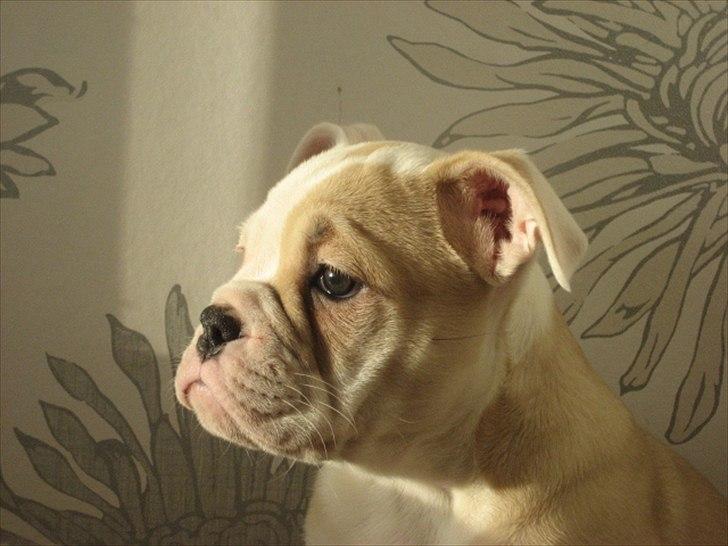 Olde english bulldogge Bullina´s Florentina billede 3