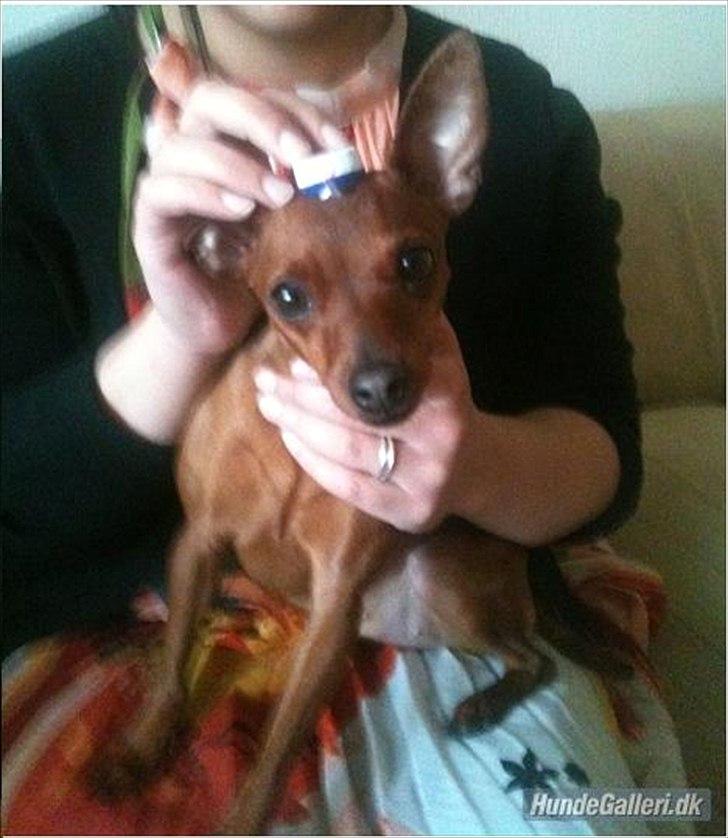 Dvaergpinscher Hera - Her er Hera sammen med min dejlige svigerinde Safa.
Safa blev student den dag og i den anledning, fik Hera også en lille studenterhue på :-) billede 1