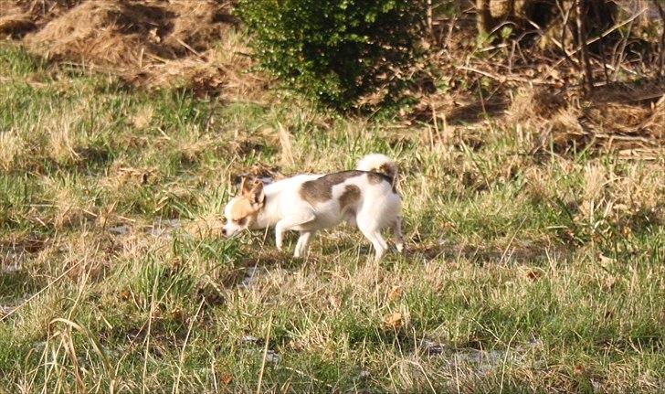 Chihuahua Pelé billede 23
