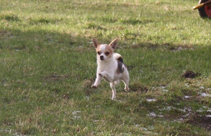 Chihuahua Pelé billede 22