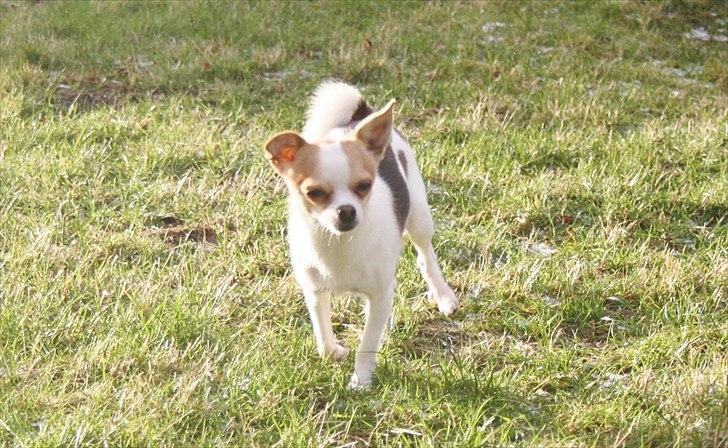 Chihuahua Pelé billede 24