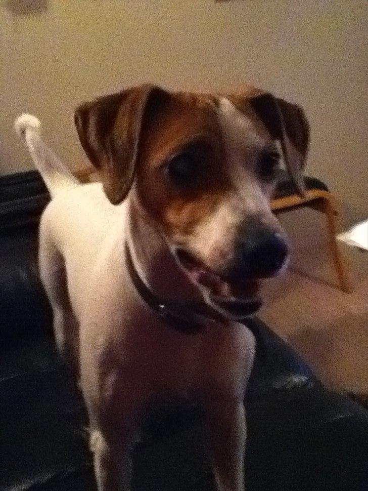 Dansk svensk gaardhund Luna billede 16