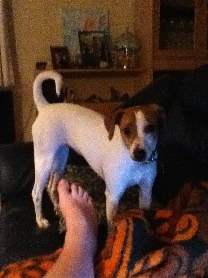 Dansk svensk gaardhund Luna billede 17