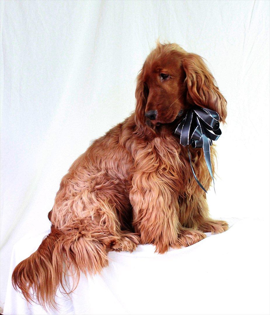 Cocker spaniel alfred (fredo) billede 12