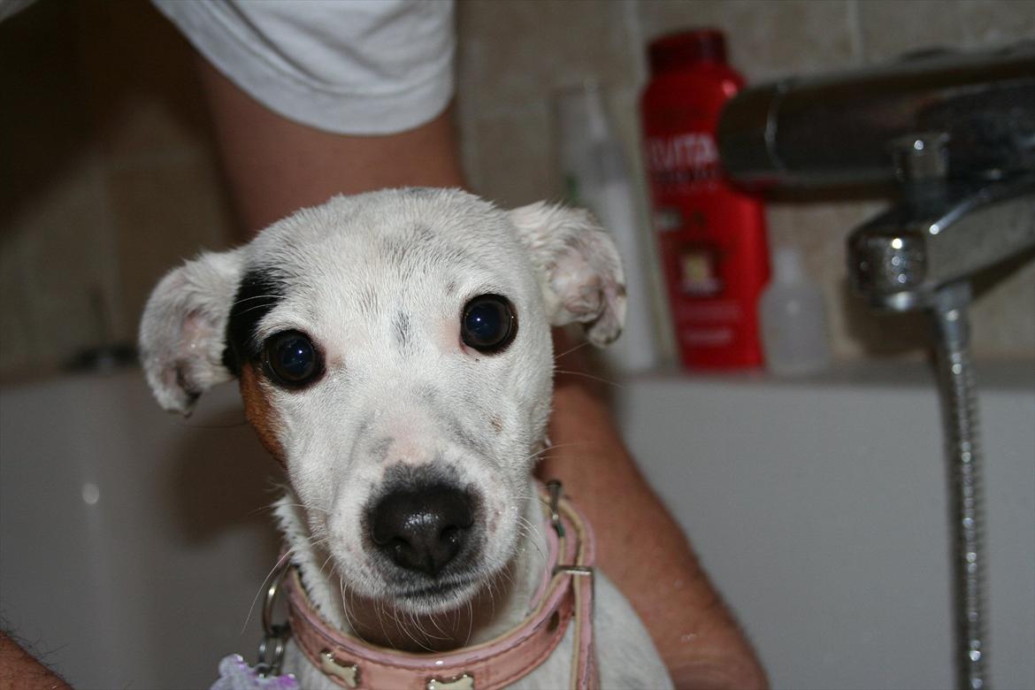 Jack russell terrier Viola - I badekar - det er der ikke noget sjovt i! billede 2