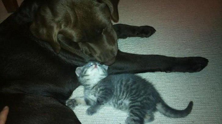 Labrador retriever William Jensen - William sammen med lille Mille billede 15