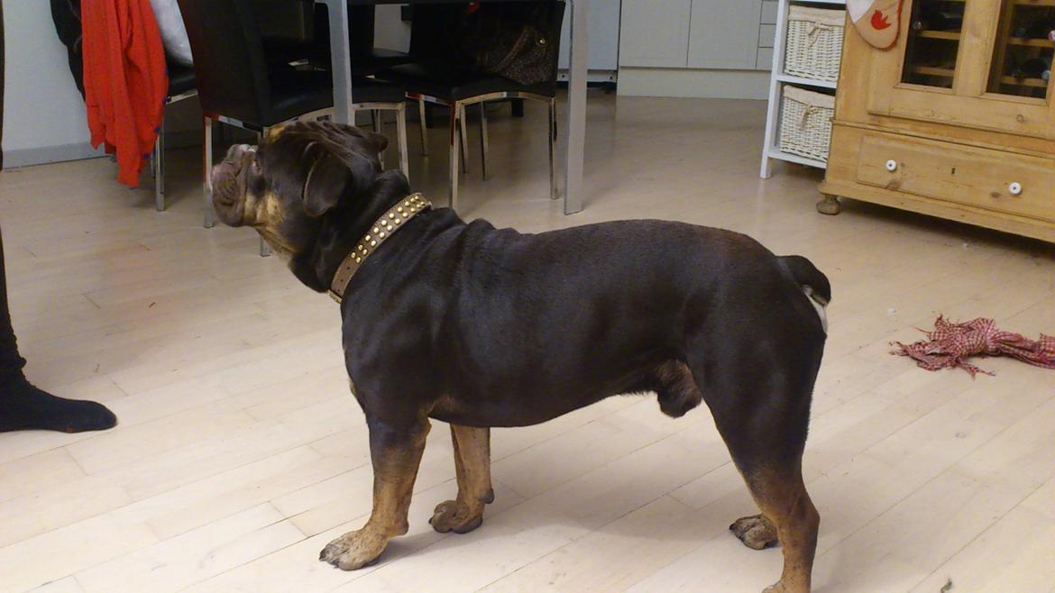 Olde english bulldogge Østergaard's Hector - 1 1/2 År billede 19