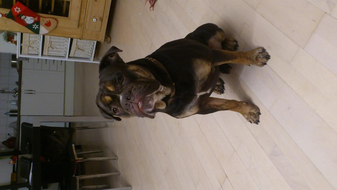 Olde english bulldogge Østergaard's Hector - 1 1/2 År billede 20