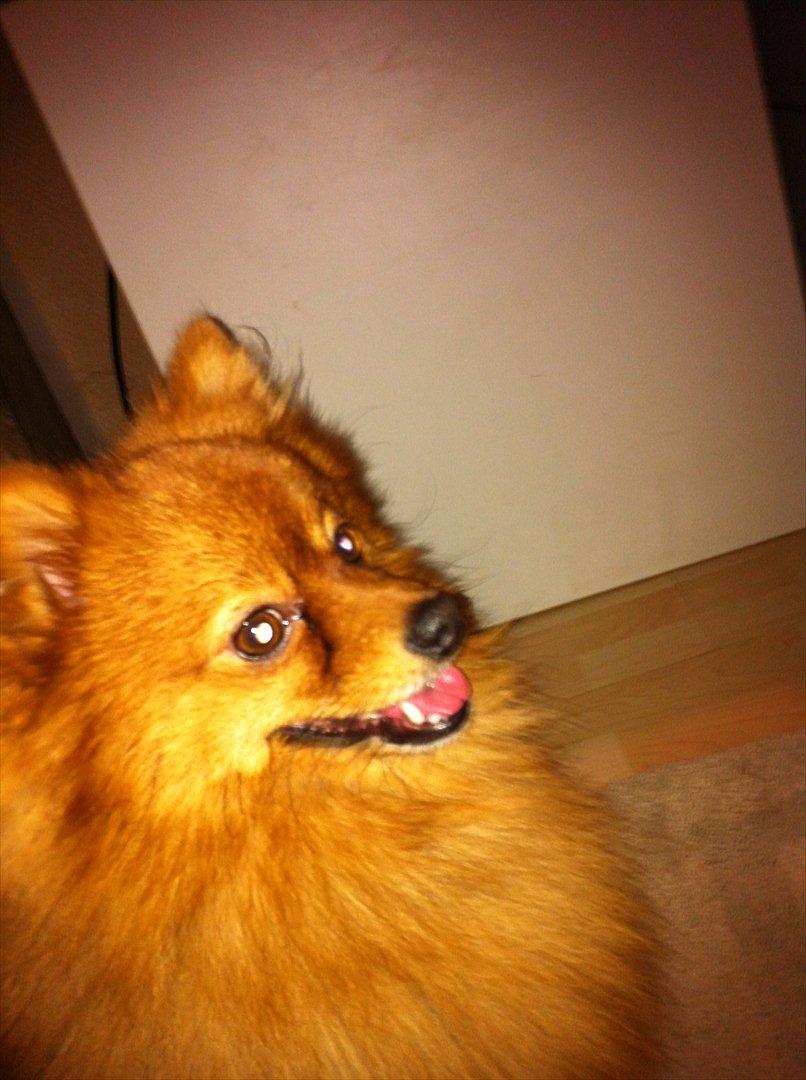 Pomeranian Simba billede 1