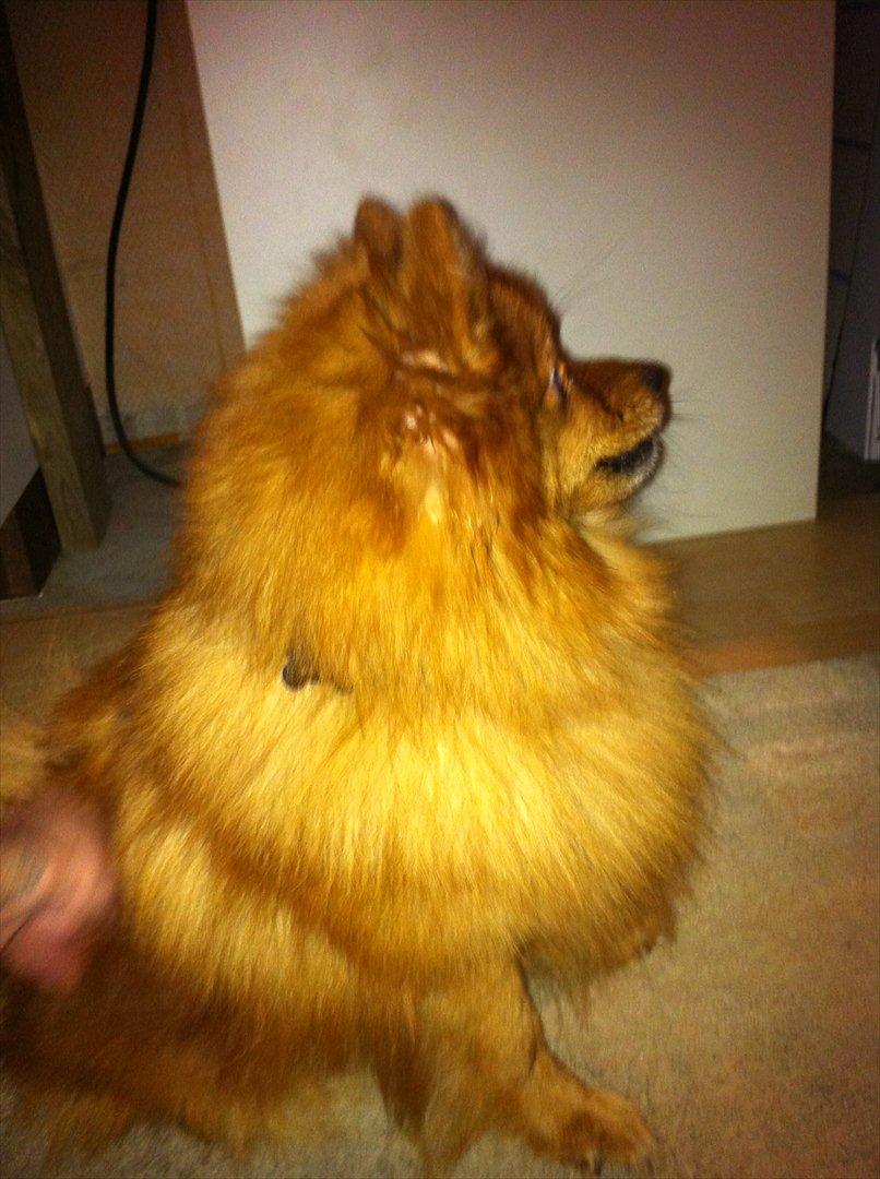 Pomeranian Simba billede 2