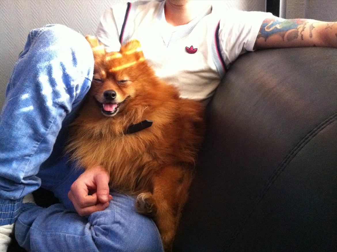 Pomeranian Simba billede 3