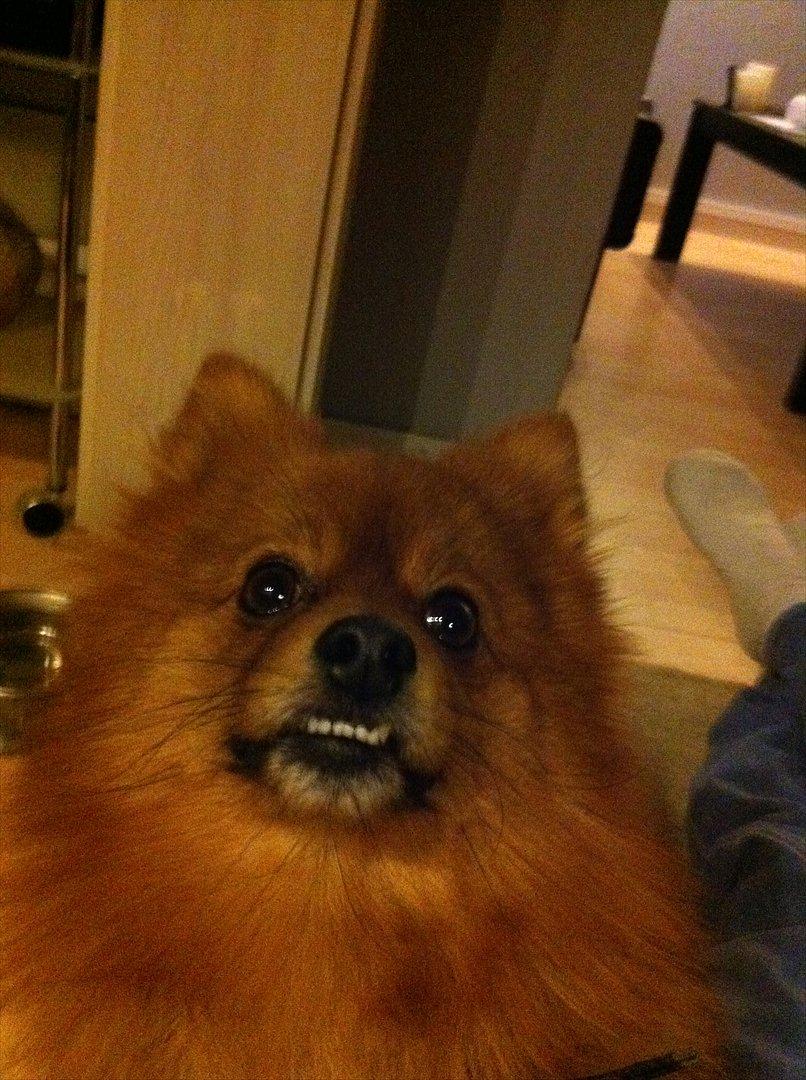 Pomeranian Simba - Underbid, det hans charme :D billede 4
