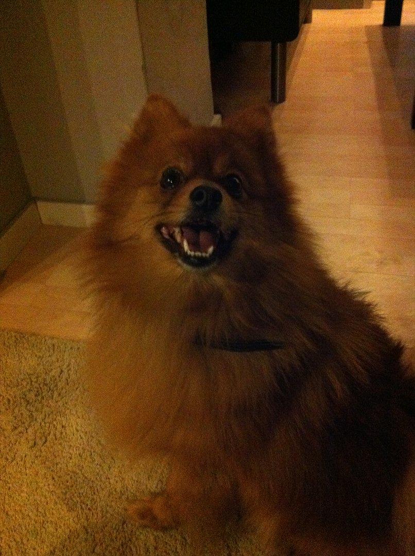 Pomeranian Simba billede 5