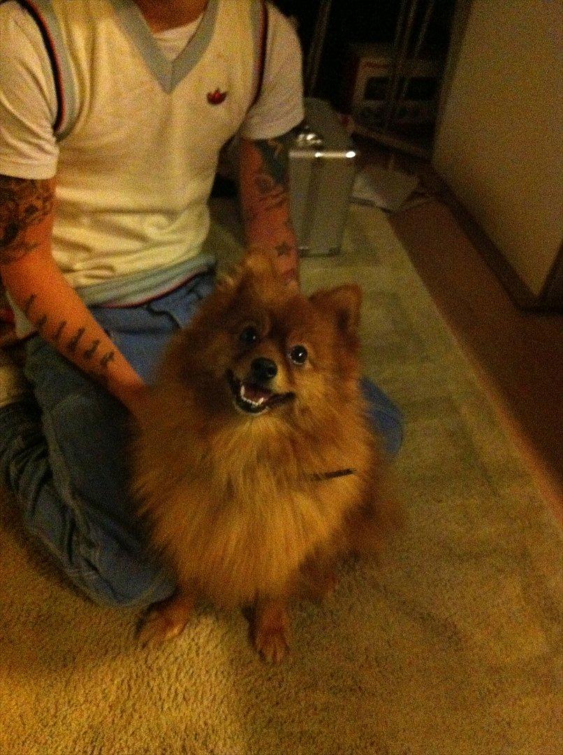 Pomeranian Simba billede 6