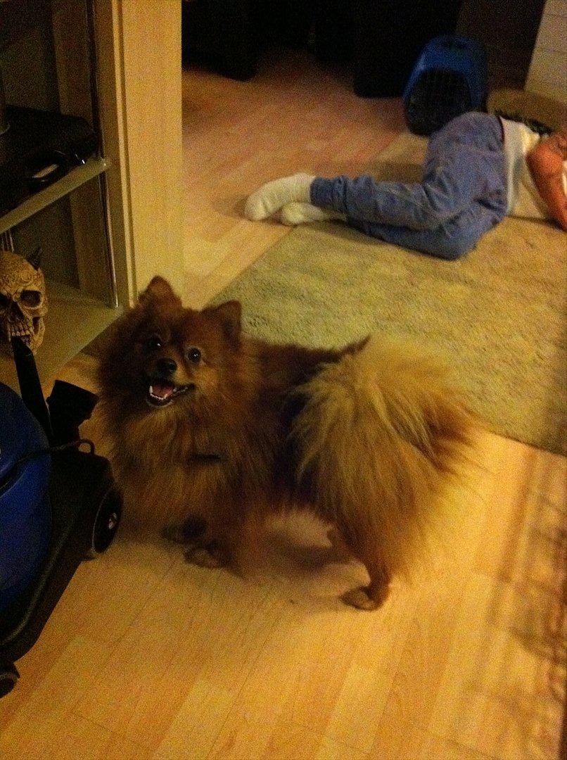 Pomeranian Simba billede 7