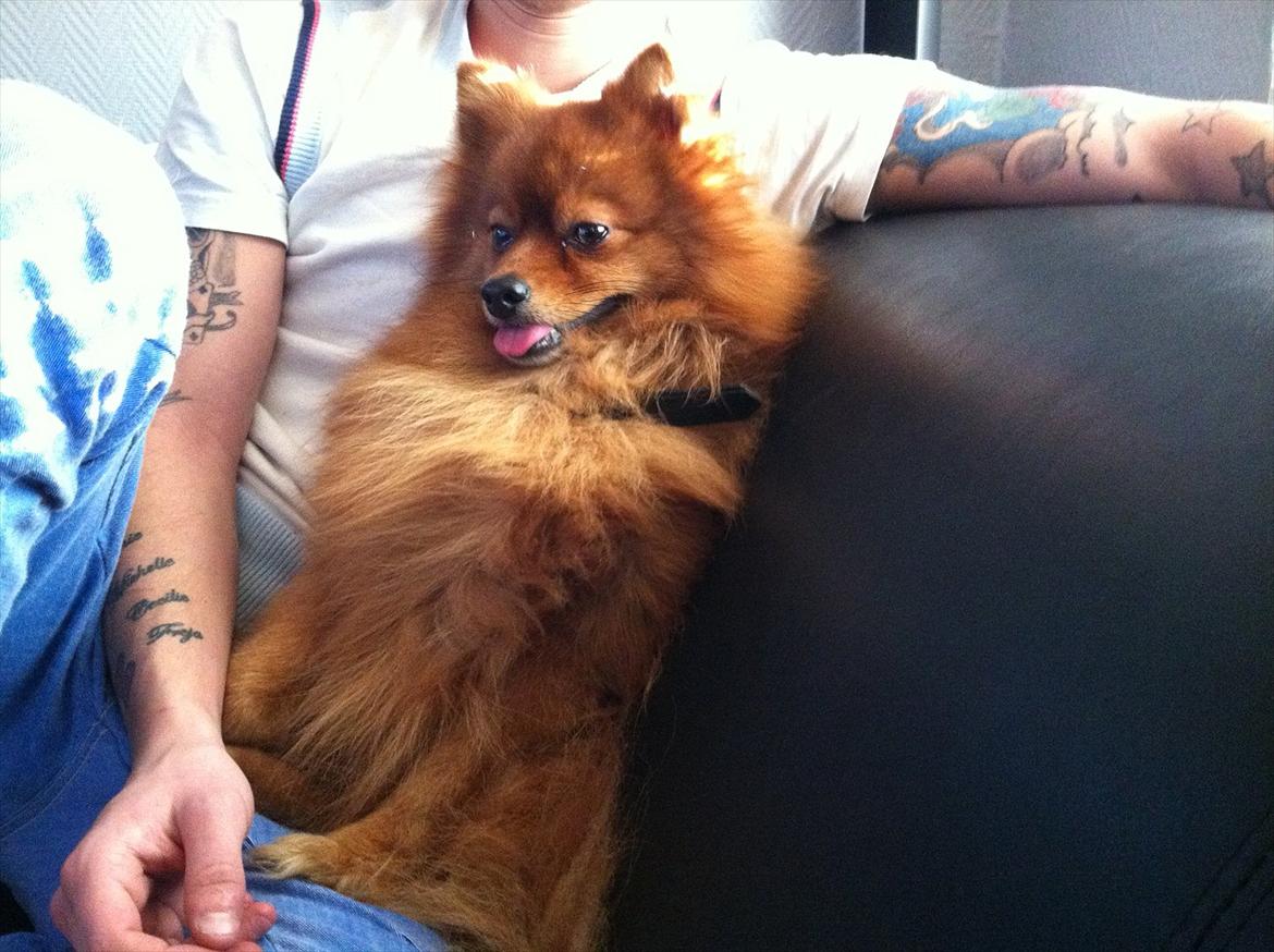 Pomeranian Simba billede 8