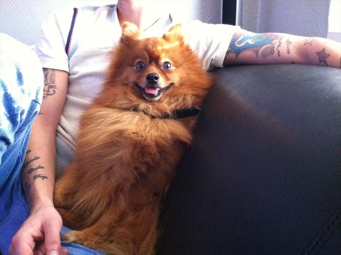 Pomeranian Simba billede 9