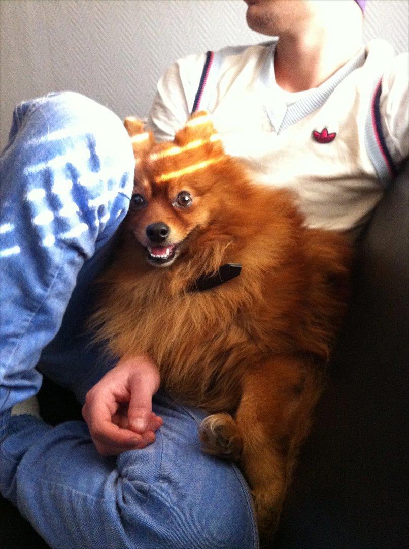 Pomeranian Simba billede 10