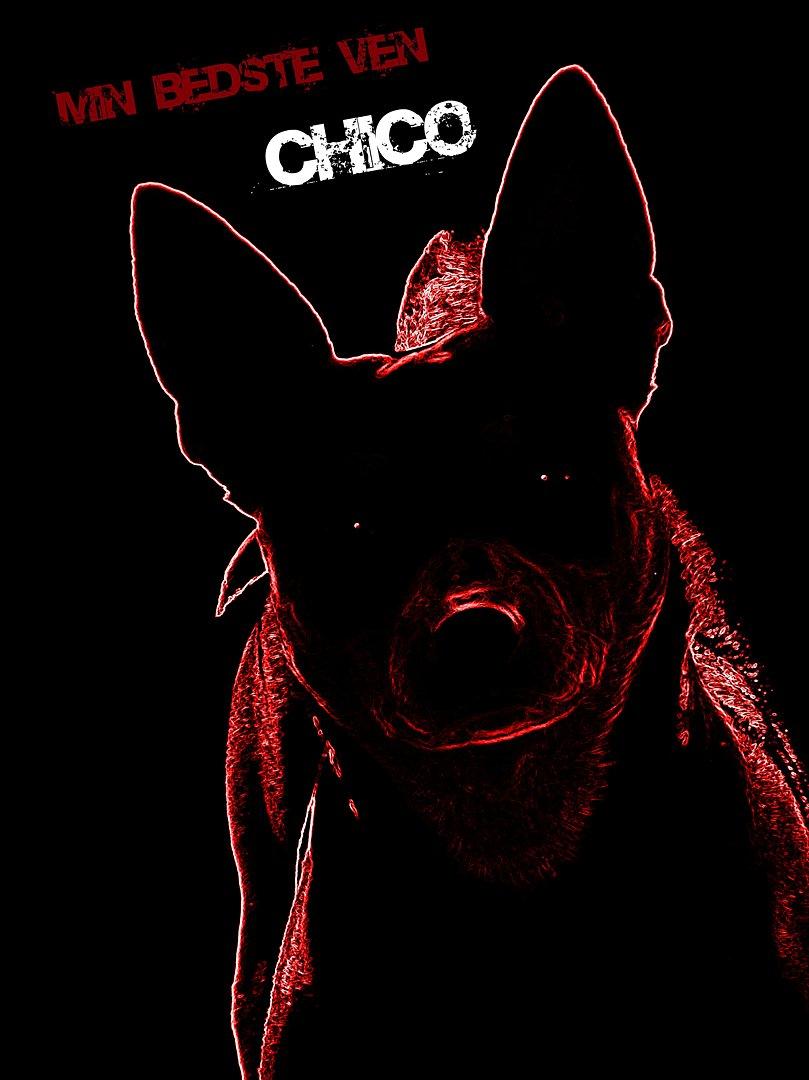 Dvaergpinscher Chico billede 3