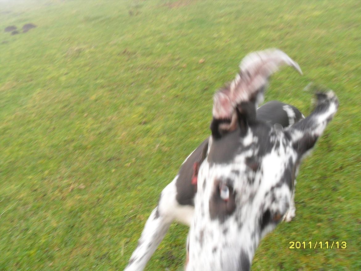 Grand danois Tøzen billede 15