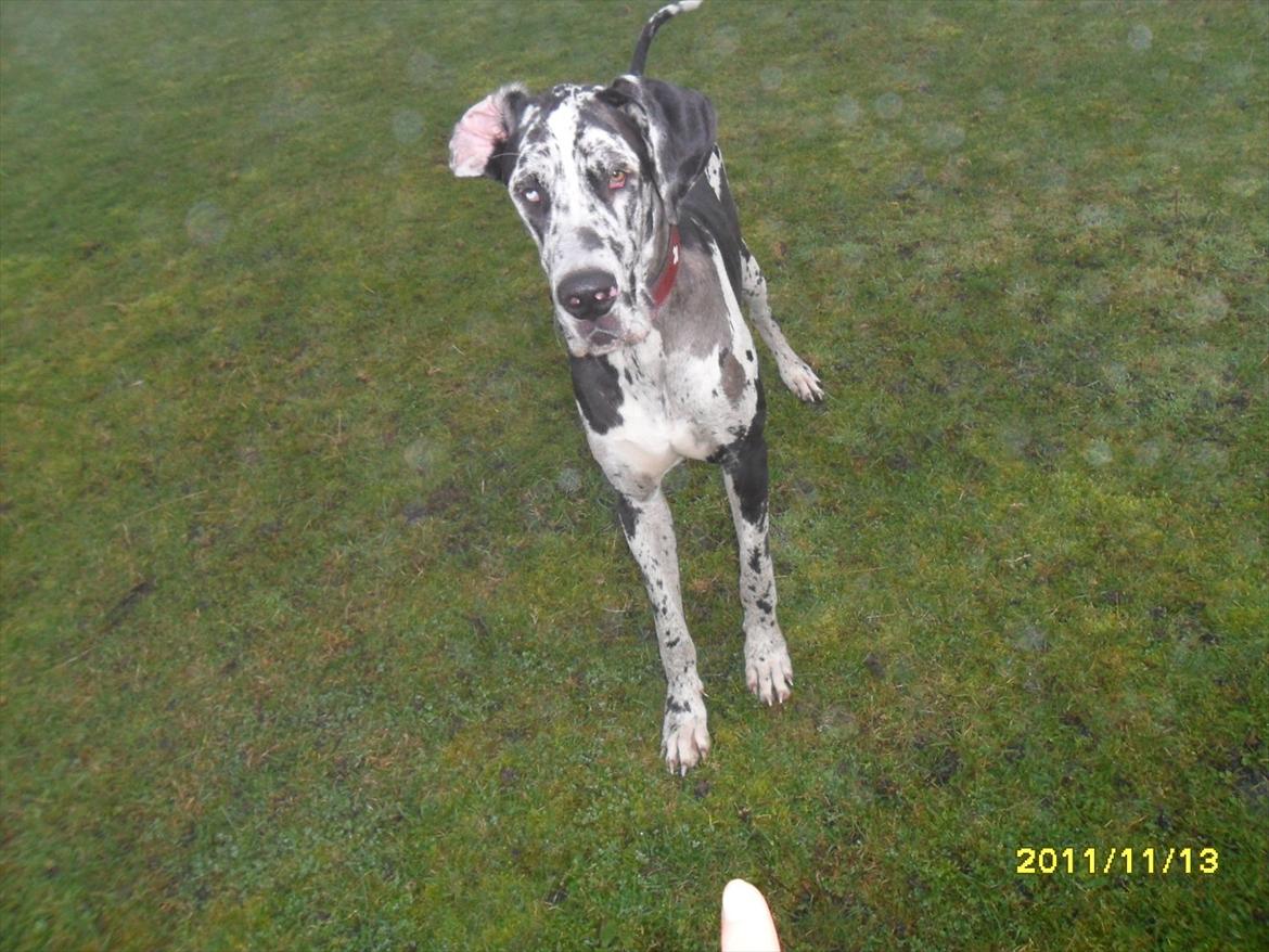 Grand danois Tøzen billede 16