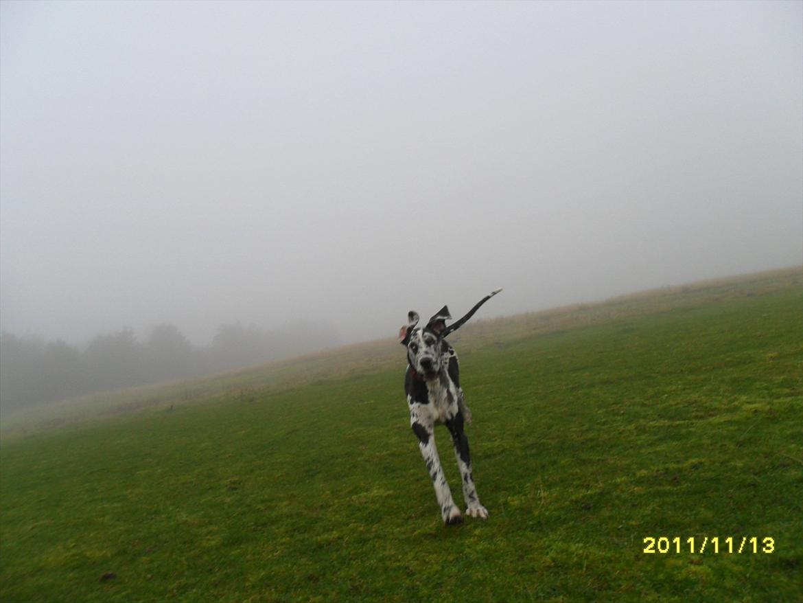 Grand danois Tøzen - en tur nede på folden gjorde godt...det ser vist ud til at hunden hygger sig:) billede 1