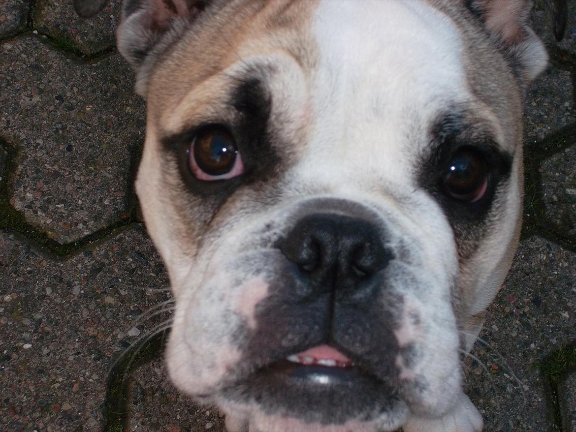Engelsk bulldog Carla - Hej, er jeg ikke bare dejlig ;) billede 1