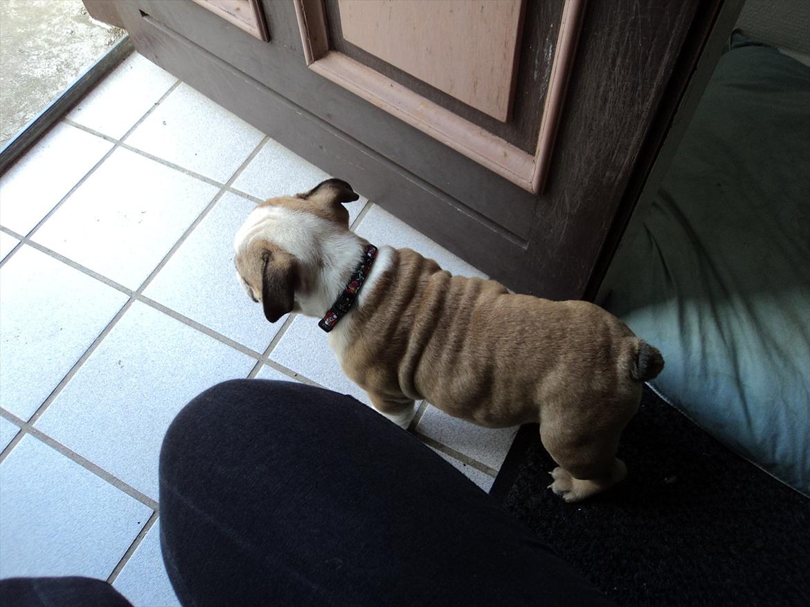 Engelsk bulldog Carla - 9 uger gammel. Skal lige kigge det hele an inden hun går ud :) billede 2
