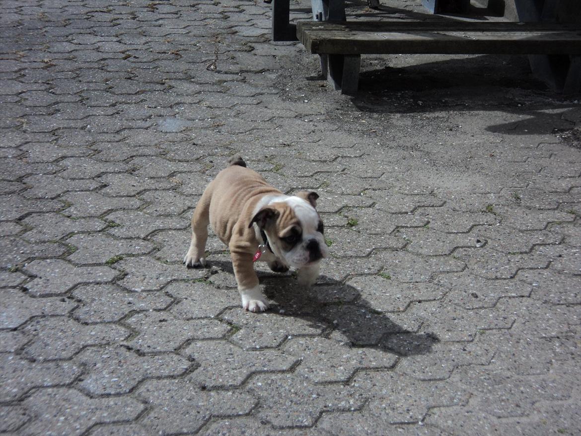 Engelsk bulldog Carla - 9 uger og få dage. Er faldet rigtigt godt til! billede 3