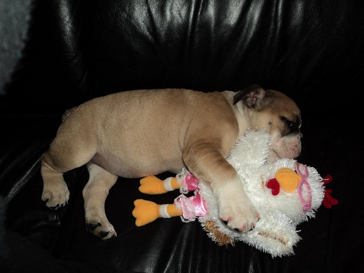 Engelsk bulldog Carla - Ligger og putter med min bamse, som ikke holdt så længe da jeg elskede at lege med den :)! billede 4