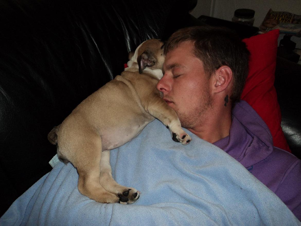 Engelsk bulldog Carla - Far og Carla får en lille middags lur. billede 5