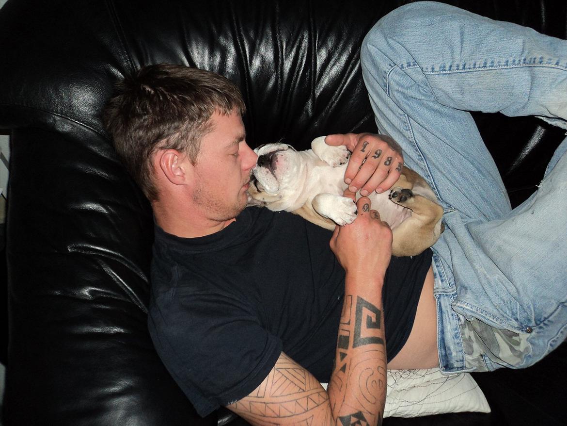 Engelsk bulldog Carla - Det er dejligt at ligge med far. 9 uger billede 6