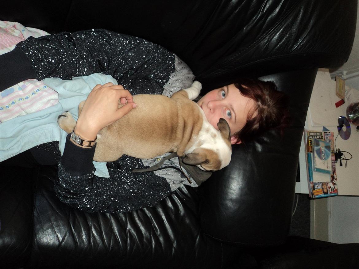 Engelsk bulldog Carla - og en gang imellem os ret at ligge sammen med mor. 10 uger billede 7