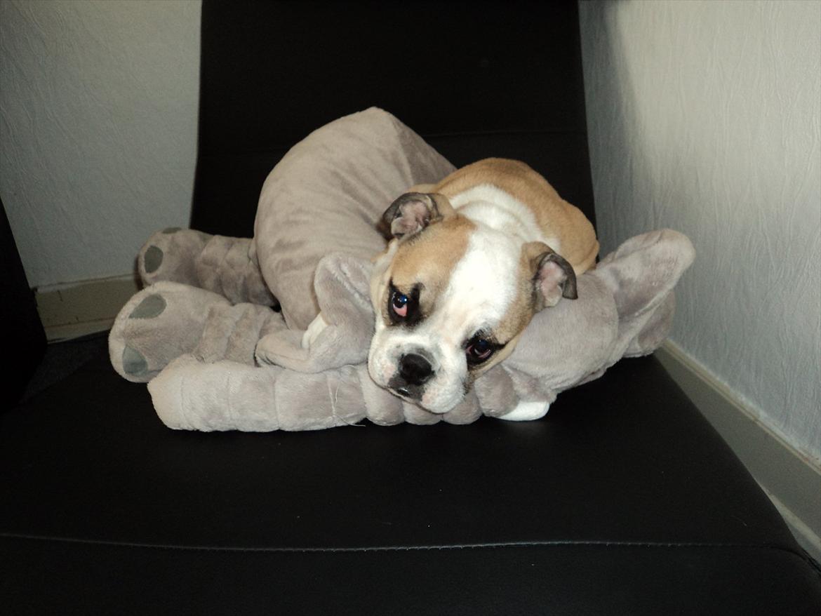 Engelsk bulldog Carla - Den aller bedste bamse i hele verden <3! billede 8