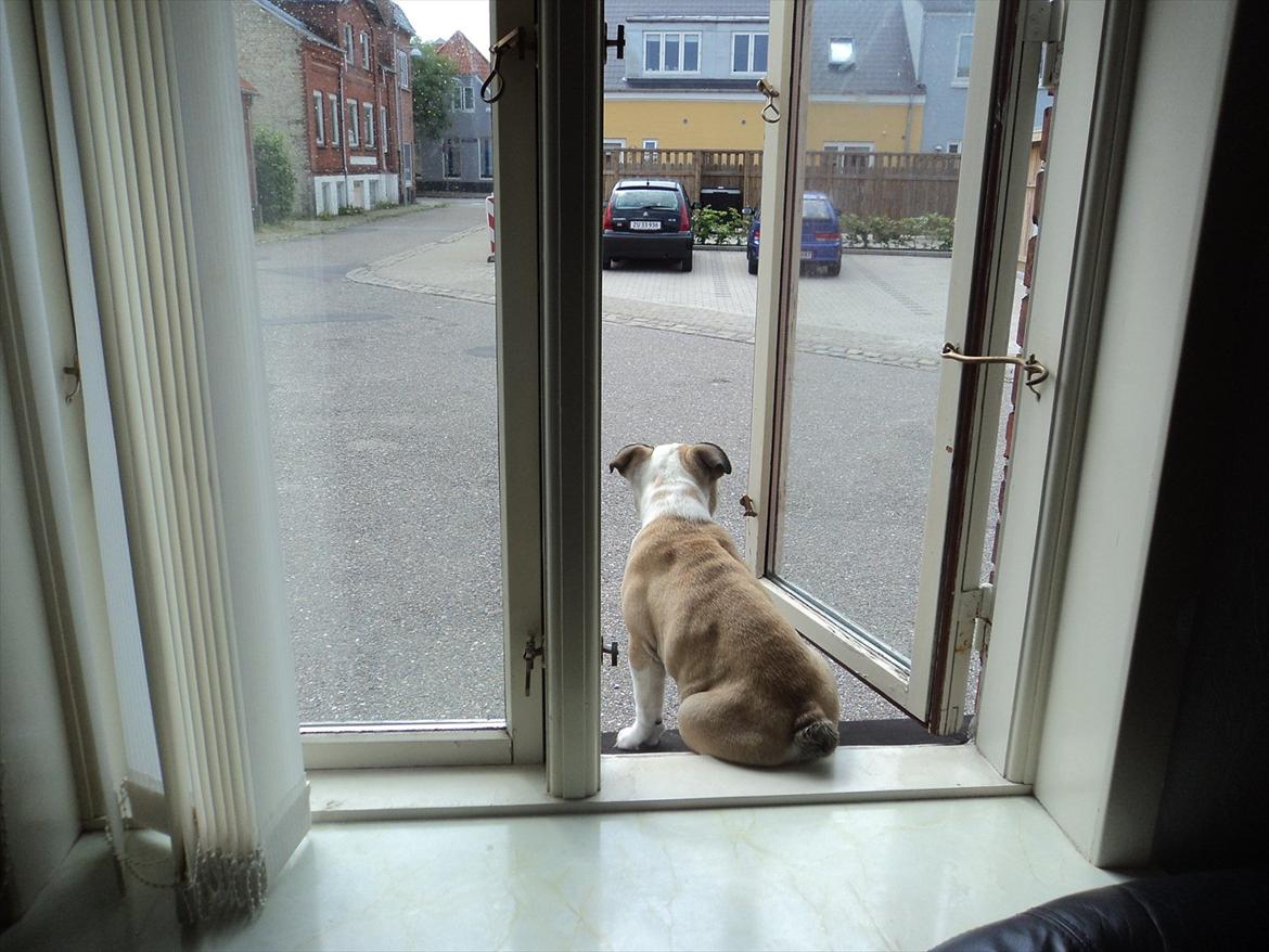 Engelsk bulldog Carla - Det bedste sted at sidde om sommeren ! billede 9