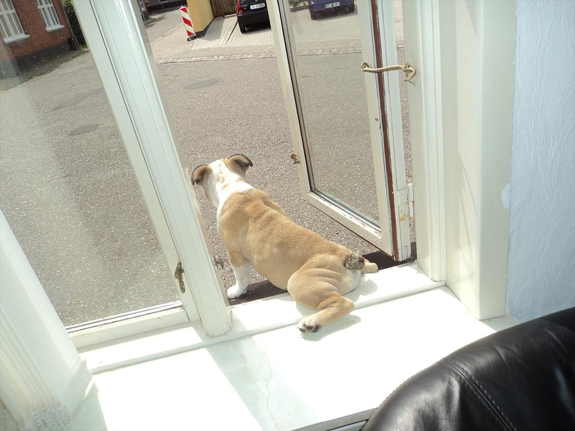 Engelsk bulldog Carla - Dejligt med noget sol. billede 10