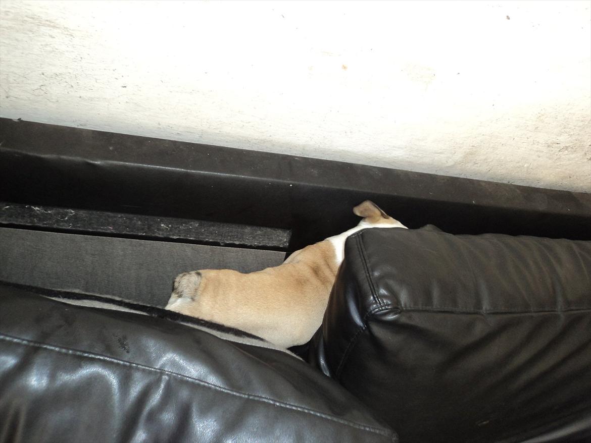 Engelsk bulldog Carla - Går lige helt amok på sofaen, uden for. billede 11