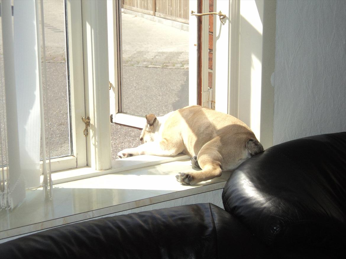 Engelsk bulldog Carla - Får en lille lur i solen :) Ikke noget bedre. billede 12
