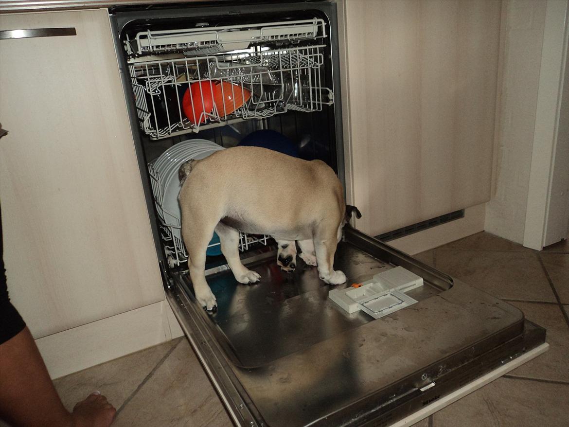 Engelsk bulldog Carla - Meget mad glad :) billede 14