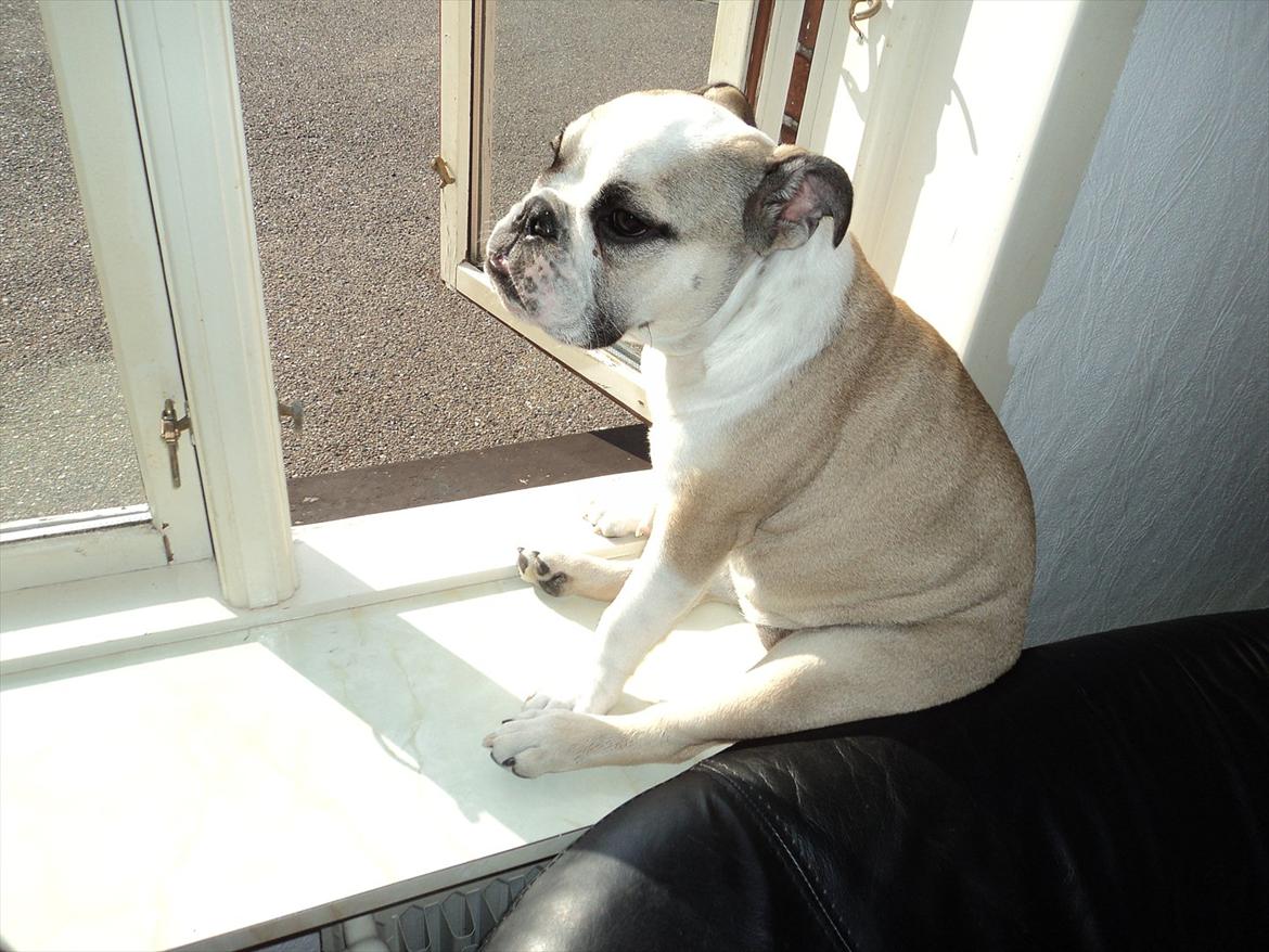 Engelsk bulldog Carla - Mor og fars lille foto model :)  billede 15