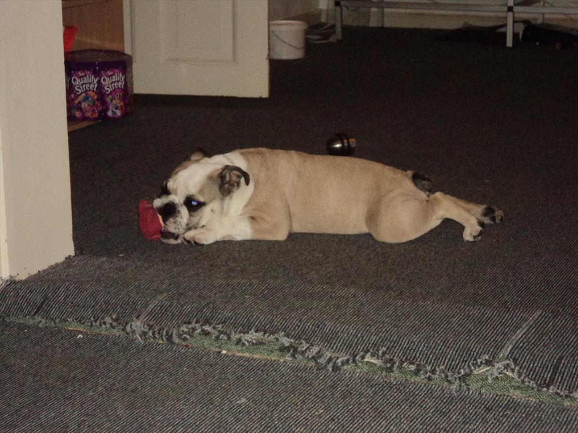 Engelsk bulldog Carla - Ligger og leger :) billede 16