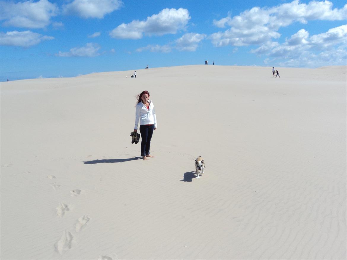 Engelsk bulldog Carla - :D billede 17