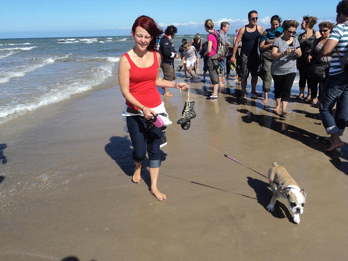 Engelsk bulldog Carla - Mor og Carla en tur i Skagen billede 18