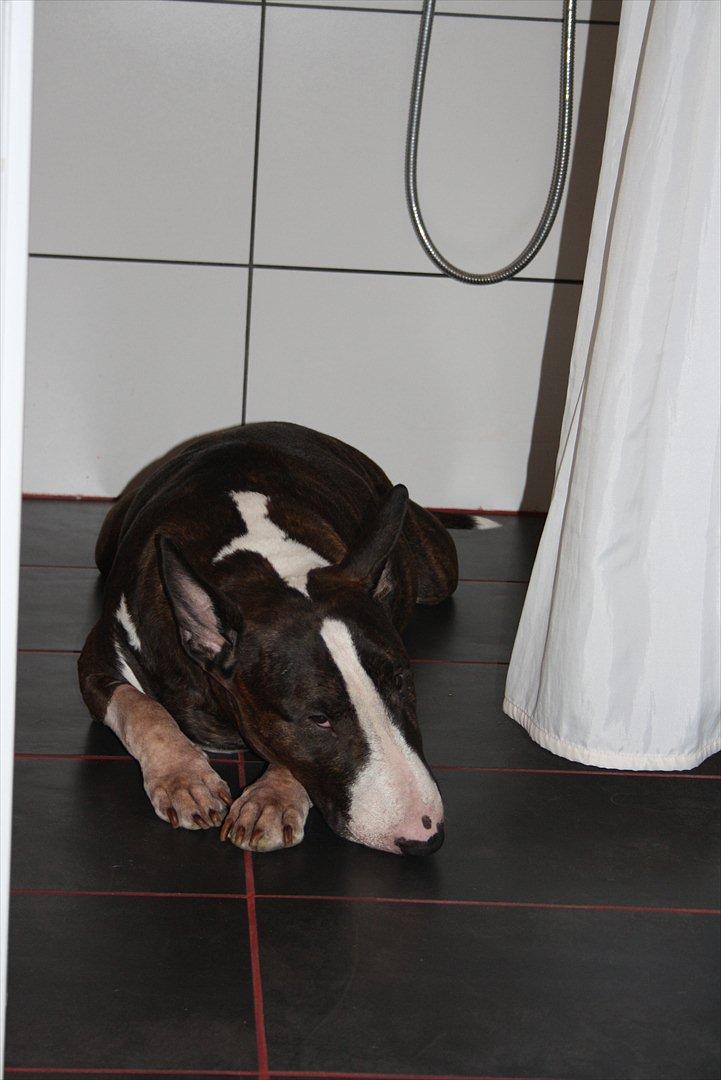 Bullterrier Henning baconsandwich aka tubulla elo billede 1